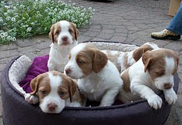 Brittany puppies in bed