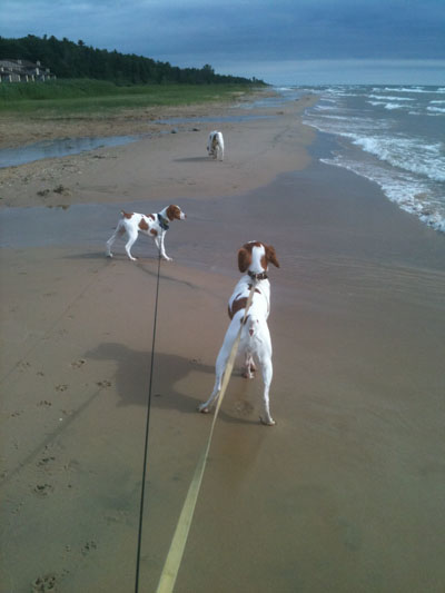 Hurricane Brittanys on the beach