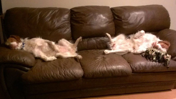 Hurricane Brittanys on the sofa