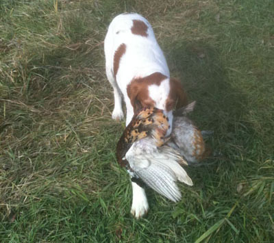 Greta retrieving a pheasant
