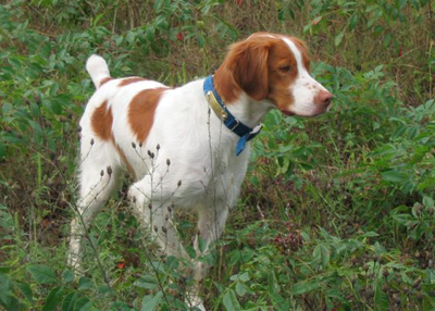 Miles, Brittany on point