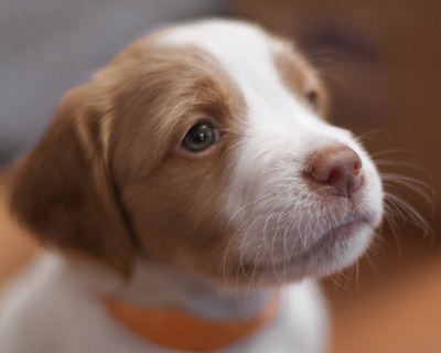 Hurricane Brittany puppy face
