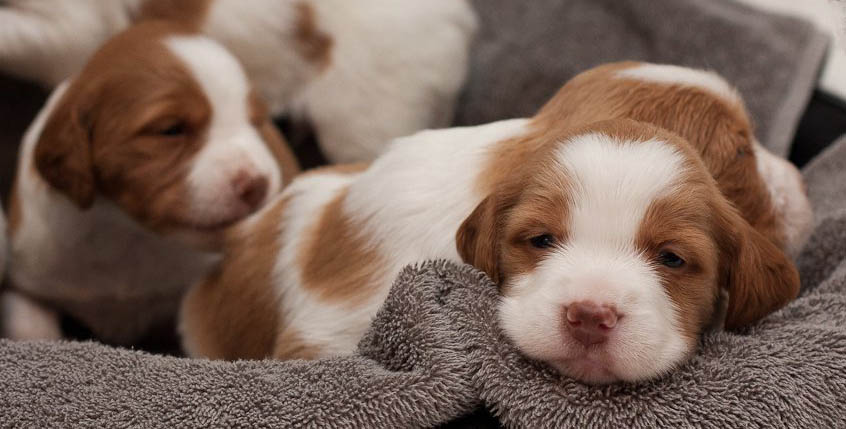 Hurricane Brittany puppies