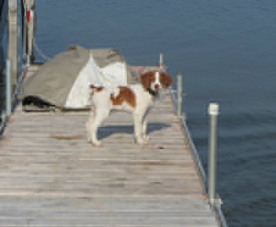 Hurricane Brittany puppy at the water