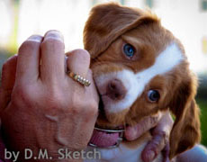 Brittany puppy biting hand