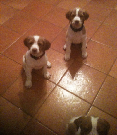 Hurricane Brittany puppies on tile floor